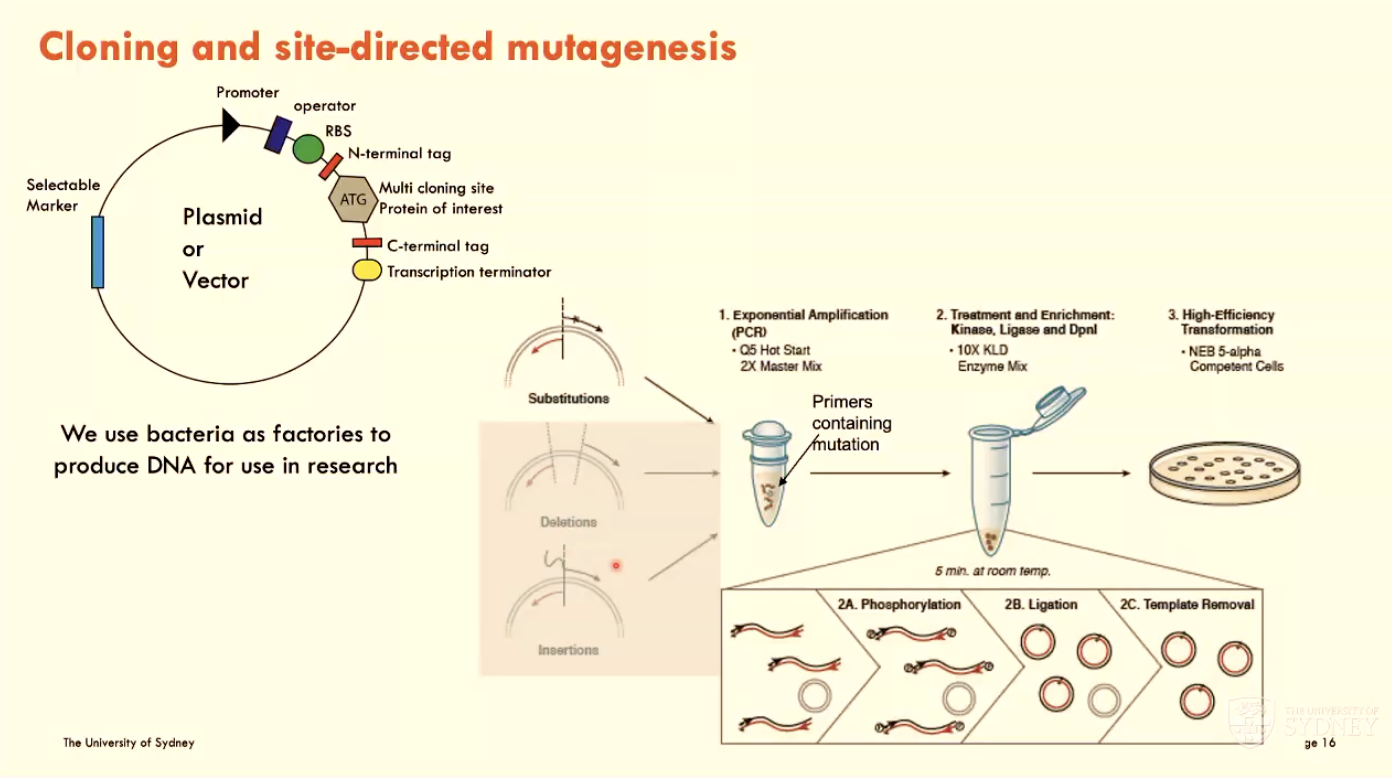 <p>Using bacteria in the lab as factories to produce DNA for research use</p><ul><li><p>done using a plasmid or vector</p></li><li><p>Use PCR to change AAs to desired protein of interest</p></li><li><p><strong>Site-directed mutagenesis:</strong> introduce a single point mutation and investigate functional effect </p><ul><li><p>start by designing primers that introduce mutation</p></li><li><p>confirm mutation using sequencing</p></li><li><p>express protein and check function of altered AA using chosen experiment</p></li></ul></li></ul><p></p>