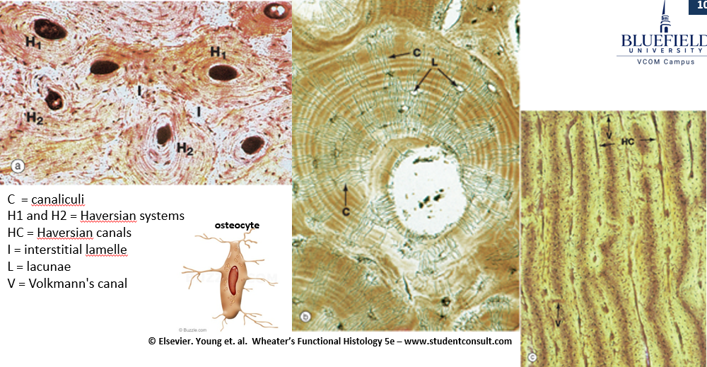 <p><strong>Osteons</strong> are cylindrical structures in compact bone. They contain:</p><ul><li><p><strong>Lamellae</strong> (layers of bone tissue)</p></li><li><p><strong>Haversian canal</strong> (carries blood vessels and nerves)</p></li><li><p><strong>Lacunae</strong> (spaces housing osteocytes)</p></li><li><p><strong>Canaliculi</strong> (tiny channels that connect osteocytes for nutrient exchange)</p></li></ul><p class="is-empty is-editor-empty"></p>