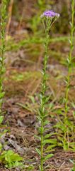 herb with a pubescent stalk and leaves which are oppressed to it
leaves at the base occur in a rosette
inflorescence forms a flat top on the top