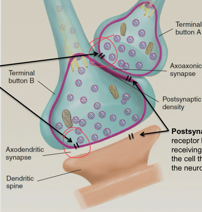 <ul><li><p>it is a receptor located on the presynaptic membrane that makes the cell sensitive to its own neurotransmitter release</p></li><li><p>Ex: neurons that release serotonin have serotonin autoreceptors on their own axon terminals</p></li><li><p>Autoreceptors are always metabotropic and inhibitory</p></li><li><p>Axon terminal inhibition is devient by autoreceptors and inhibitory axoaxonic synapses</p></li></ul><p></p>