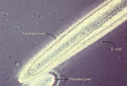 <p><strong><span> Free-living</span></strong><span> organism that can only be seen under a </span><strong><span>microscope</span></strong><span> (typically <100 microns)</span></p>