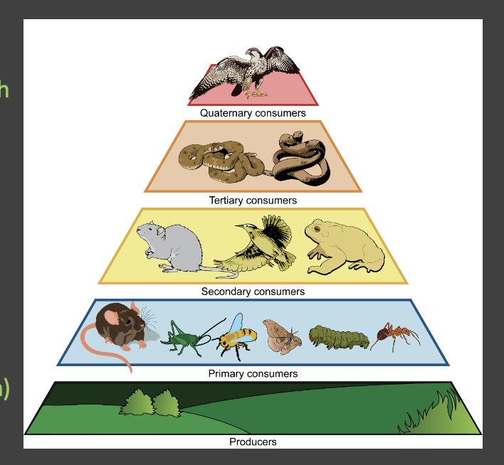 <p>primary producers, primary consumers, secondary consumers, tertiary consumers, apex predator</p>