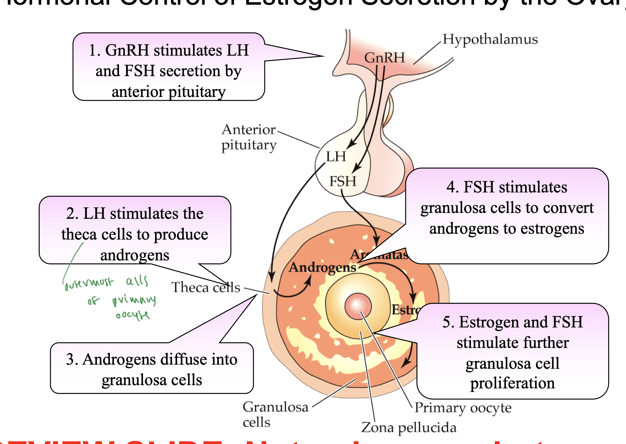 <ul><li><p>hypo sceretes GnRH</p></li><li><p>GnRH stimulates secretion of LH and FSH by AP</p></li><li><p>LH stimulates thecal cells to produce androgens, which convert to estrogen</p></li><li><p>FSH stimulates granulosa cells to convert androgens to estrogens</p></li><li><p>estrogen and FSH further stimulate granulosa cell proliferation in the follicle</p></li></ul><p></p>