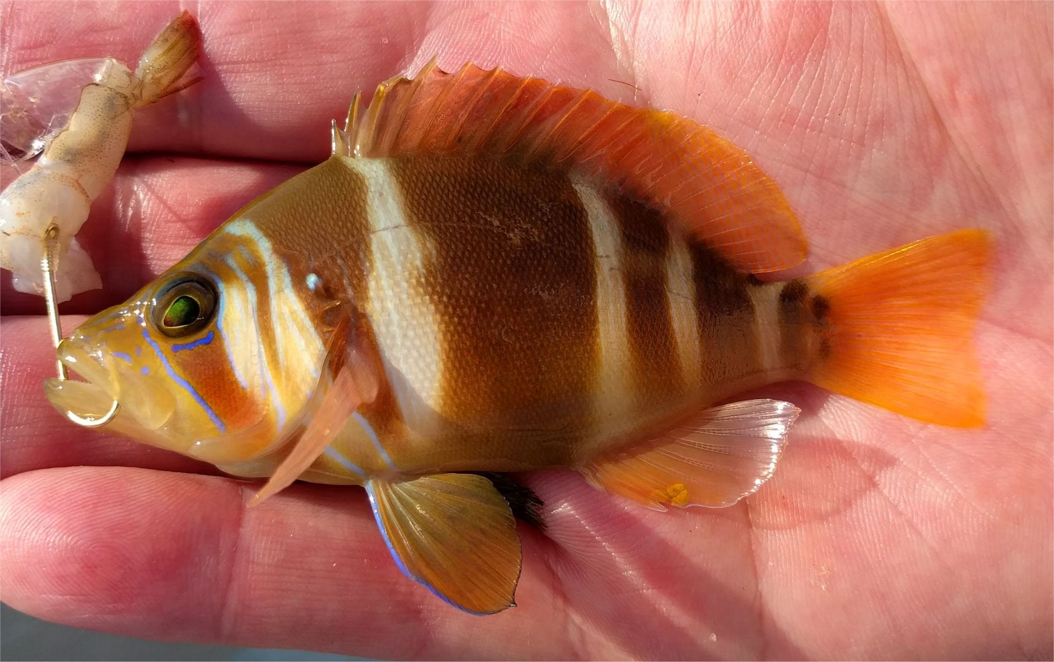 <p>brown body bars with white/olivey under body</p><p>broad bar on midbody (goes from dorsal down)</p><p>thin blue lines on the head and blue spots on the snout</p><p>two distinct spots on base of tail behind last body bar</p>