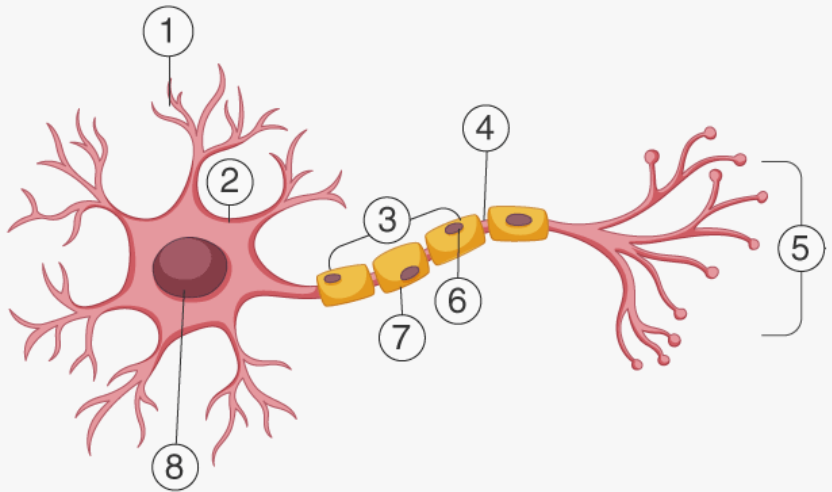what is this part of the neuron? \[1\]