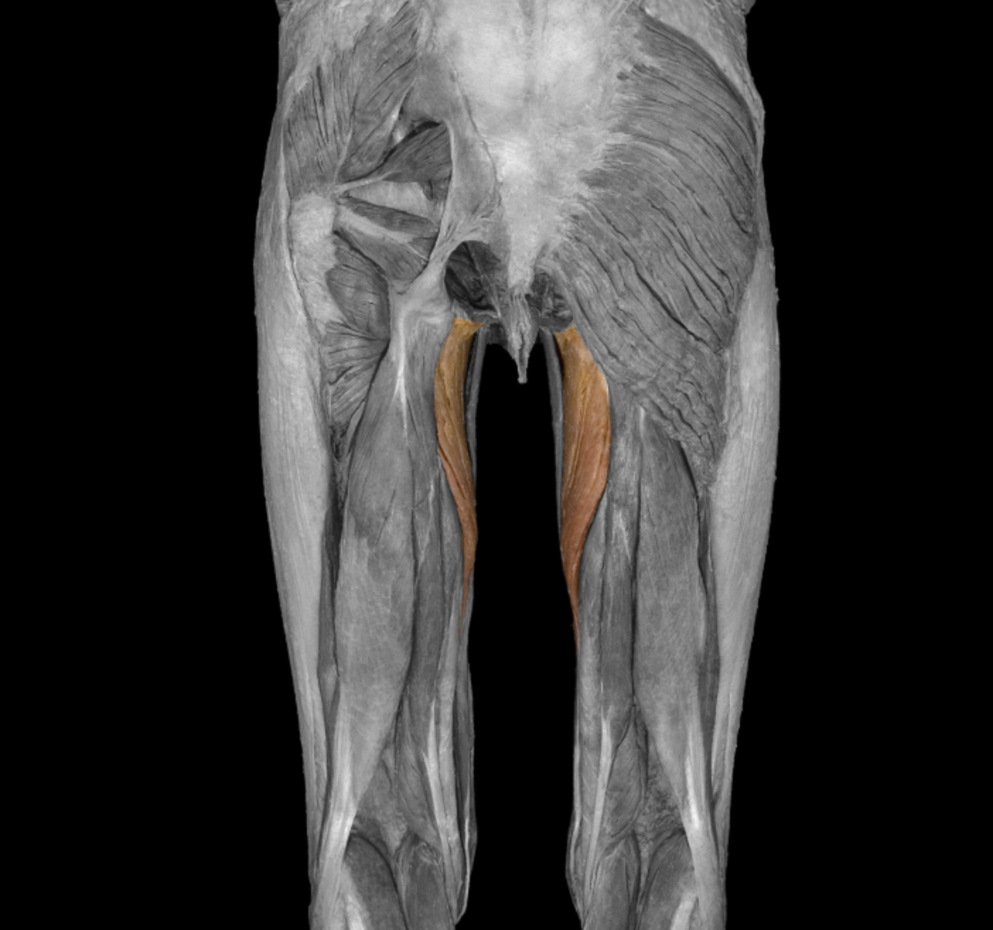 <p>origin: inferior ramus of pubis, ramus of ischium, ischial tuberosity </p><p></p><p>insertion: linea aspera of femur </p><p></p><p>action: adduct thigh, rotate thigh, flex + extend thigh </p><p></p><p>innervation: obturator nerve, sciatic nerve </p>