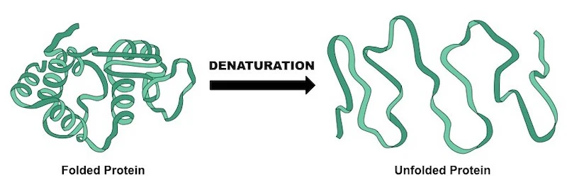 <p>The process of breaking the bonds and forces that hold a proteins structure together causing it to unfold or unravel.</p>