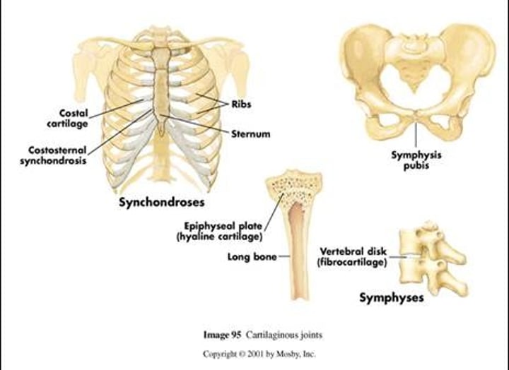 <p>Bones are connected by cartilage. Slight movement. E.g. Public symphysis, joints between the vertebrae, joint between first rib and sternum</p>