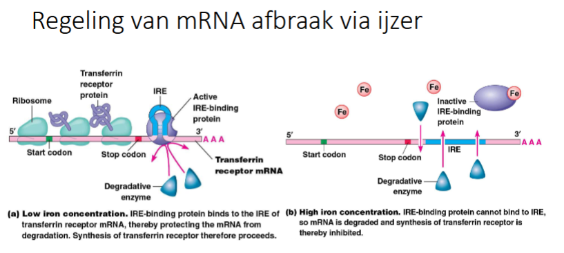 <p>Dit gebeurt bv bij mRNA voor transferrine (een transmembranair eiwit dat verantwoordelijk is voor transport van Fe naar de cel, nodig wanneer [Fe] laag is).</p><p>IRE bindend eiwit (translationele repressor) bindt in IRE in 3’ UTR en zorgt er zo voor dat het mRNA niet wordt afgebroken wanneer [Fe] laag is</p><p>Bij een hoge Fe concentratie moet transferrine niet aangemaakt worden → Fe bindt op traslationele repressor en deze zal niet meer op het IRE binden → IRE is vrij en kan worden afgebroken</p><p></p>