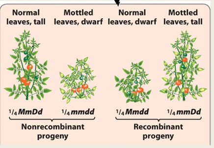 <ul><li><p>½ nonrecombinant progeny and ½ recombinant progeny are produced</p></li></ul><p></p>