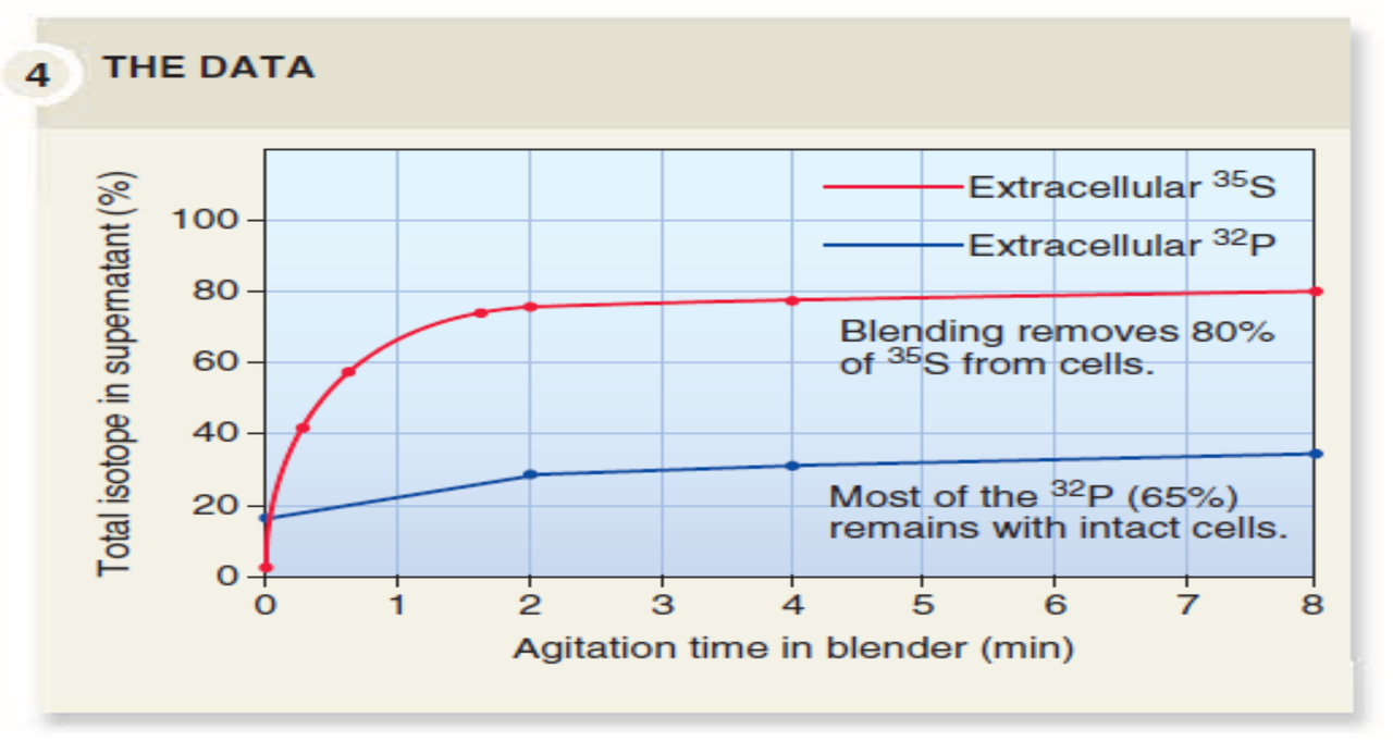 <p>Identify the curves from the hershey-chase experiment </p>