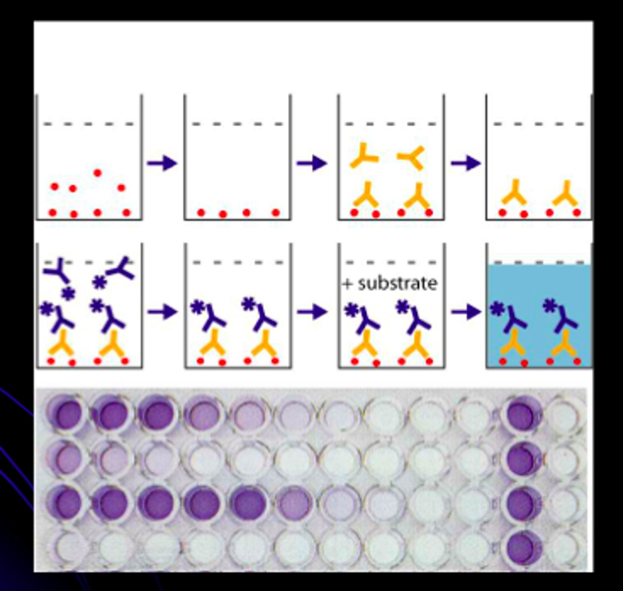 <p>For this assay, the plate comes with the capture antibody attached (like the second plate of a pregnancy test). Then the plasm or another fluid is added and the target binds to the plate. A second conjugated antibody that recognized the target is then added and color is measured.</p>