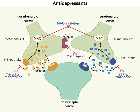 <p></p><ul><li><p><strong>Tricyclic antidepressants (TCAs)</strong> → inhibit the reuptake of serotonin and norepinephrine (but affects other neurotransmitters)</p><p></p></li><li><p><strong>Selective-serotonin reuptake inhibitors (SSRIs)</strong> → inhibit the reuptake of serotonin (WITHOUT affecting other neurotransmitters)</p><p></p></li><li><p><strong>Serotonin and norepinephrine reuptake inhibitors (SNRIs)</strong> → inhibit the reuptake of serotonin AND norepinephrine (WITHOUT affecting other neurotransmitters)</p></li></ul><p></p>