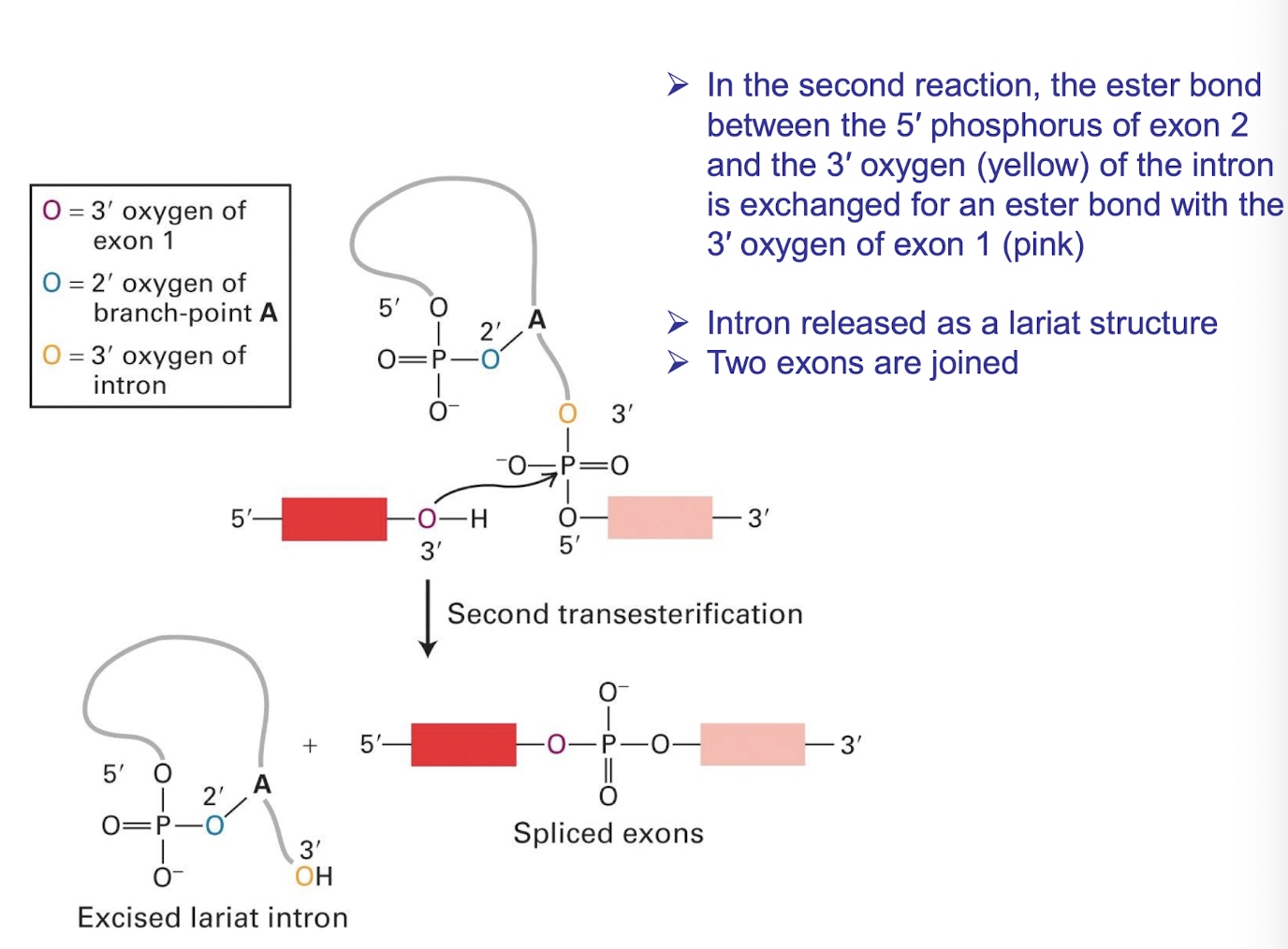 <ul><li><p><strong>The ester bond between the 5′ phosphorus of <mark data-color="#ffeded" style="background-color: rgb(255, 237, 237); color: inherit;">exon 2</mark> and the 3′ oxygen</strong> <mark data-color="yellow" style="background-color: yellow; color: inherit;">(yellow) </mark><strong>of the intron <u>are exchanged</u> for an ester bond with the 3′ oxygen of exon 1</strong><span style="color: purple;"><strong><span> (purple)</span></strong></span></p></li></ul><p><strong>➢ Intron released as a lariat structure</strong></p><p><strong>➢ Two exons are ligated</strong></p>