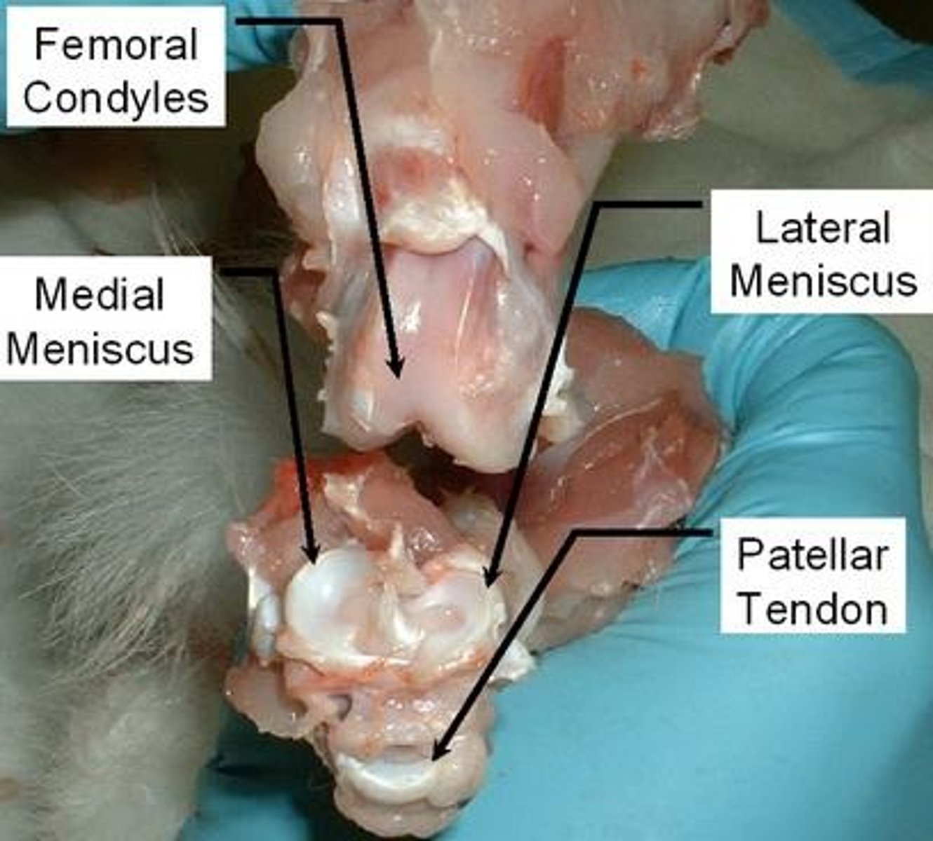 <p>Knee joint in quadrupeds, complex with ligaments.</p>