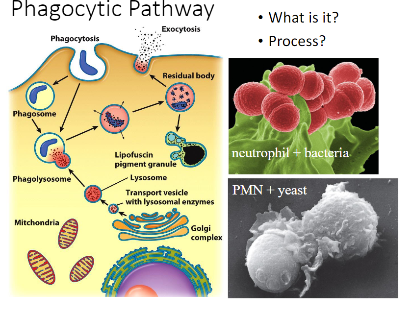 <ol><li><p>Professional <u>phagocytes</u> like macrophages and neutrophils wander through the blood and tissues <u>phagocytizing invading organisms, damaged and dead cells, and debris. These materials are recognized and bound by receptors on the surface of the phagocyte prior to uptake.</u></p></li><li><p><u>Once inside the phagocyte, microorganisms may be killed by lysosomal enzymes or by oxygen-free radicals made within the lumen of the phagosome.</u></p></li><li><p><u>The engulfment of particulate material by phagocytosis is driven by contractile activities of the actin-containing microfilaments that underlie the plasma membrane.</u></p></li></ol>