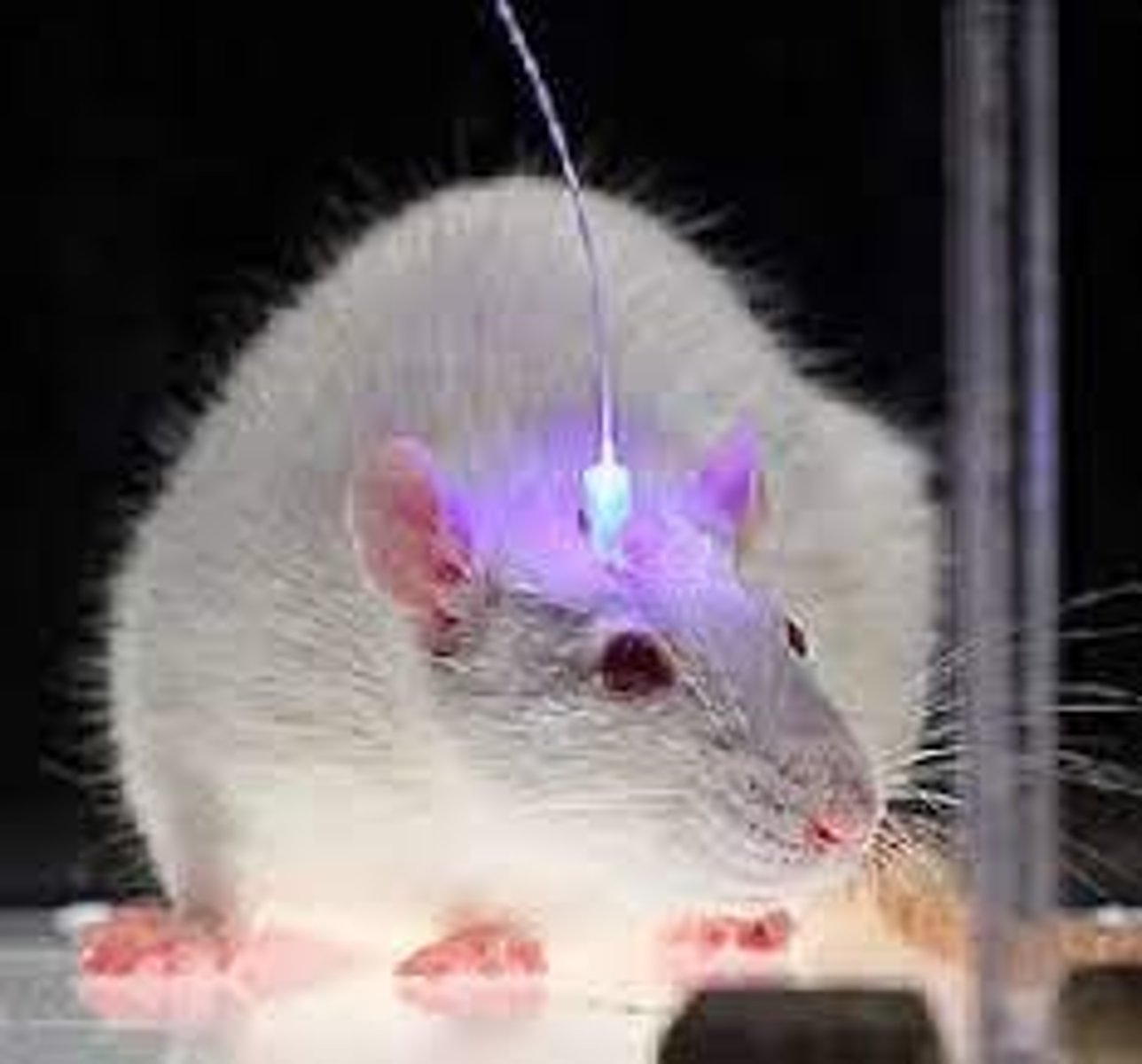 <p>Rats preferred stimulation of their pleasure centers over food and water, leading to self-starvation.</p>