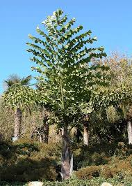 <p>Fishtail Palm</p>