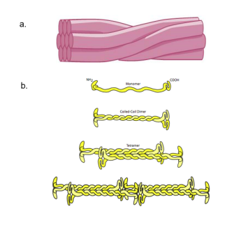 <p>type of protein part of the cellular cytoskeleton, critical for maintaining the internal boundaries of the cell</p>