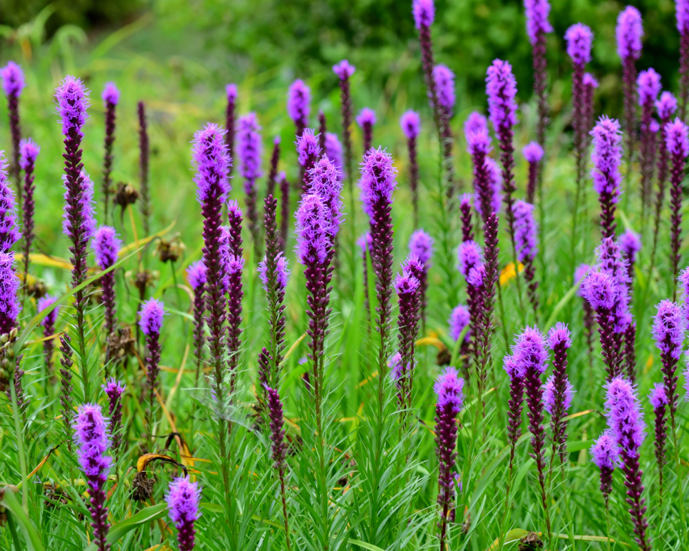 <p>Liatris</p>