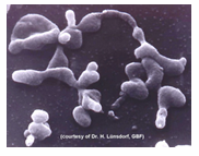 <p>Afwezigheid van celwand → pleomorf, vorm aannemen dat die wil</p><p>Stabiliteit van celmembraan door opname van sterolen (<span data-name="left_right_arrow" data-type="emoji">↔</span> andere bacteriën)</p><p>Zeer klein: 0,2 tot 0,8 µm</p>