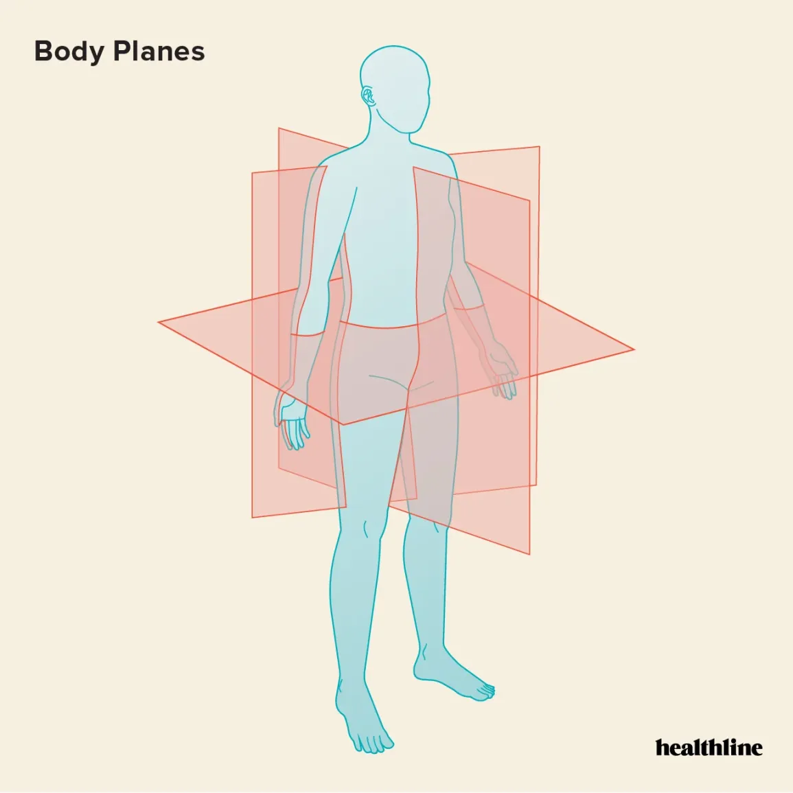 <p>Transverse (horizontal/axial) Plane</p>