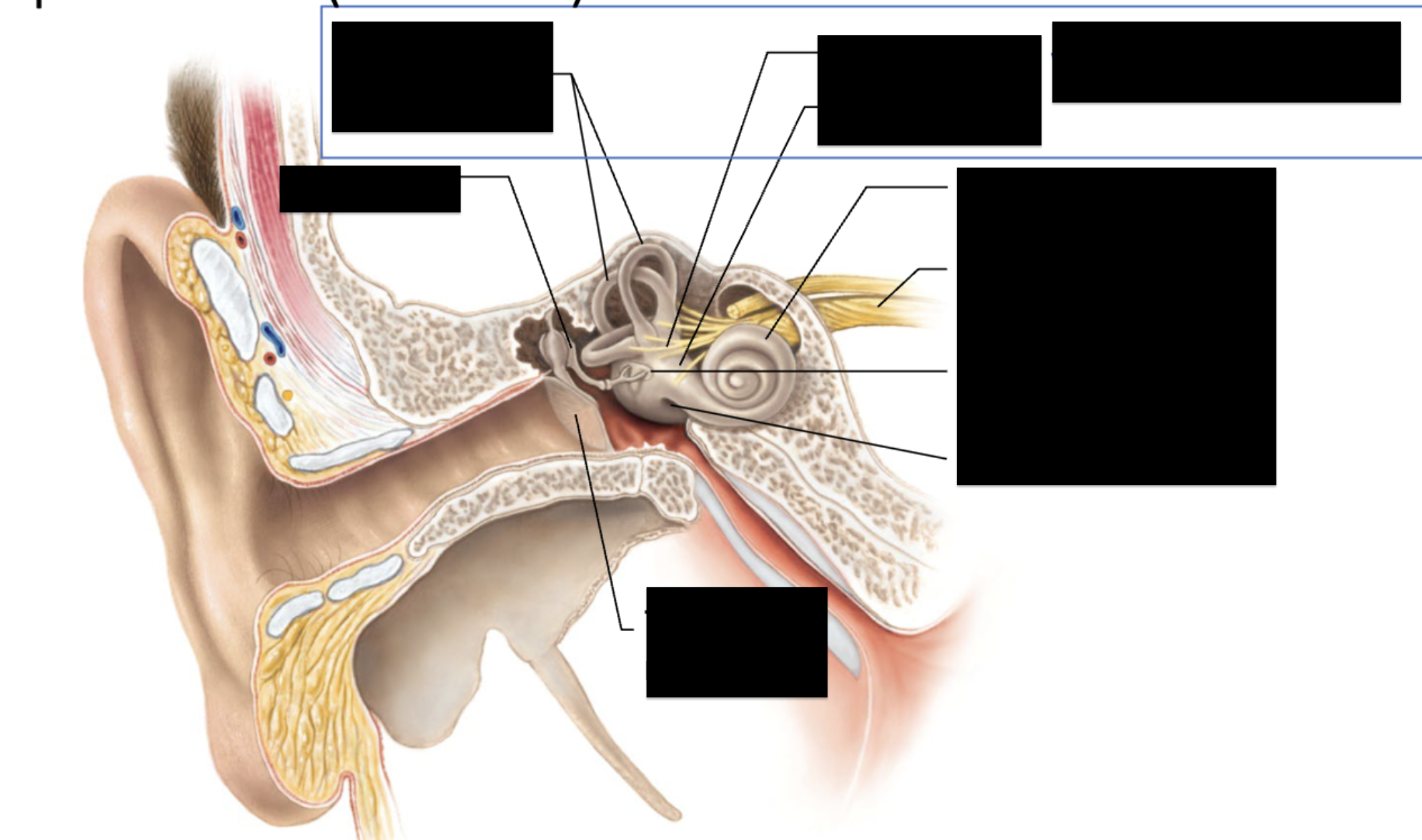 <p>tympanic membrane</p><p>ossicles (malleus, incus, stapes)</p><p>semicircular canals (balance)</p><p>utricle (balance)</p><p>saccule (balance)</p><p>vestibular apparatus (balance)</p><p>cochlea (hearing)</p><p>vestibular nerve (hearing)</p><p>oval window (hearing and balance)</p><p>round window (hearing)</p>