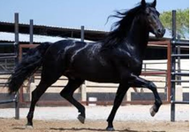 <p>Identify the breed of horse? </p>