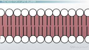 a thin polar membrane made of two layers of lipid molecules