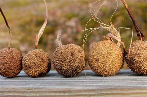 <p><span>Fruit – Multiple, globose fruit of achenes, borne singly</span><br><span>on 3 to 6” peduncle, occasionally in pairs</span></p>