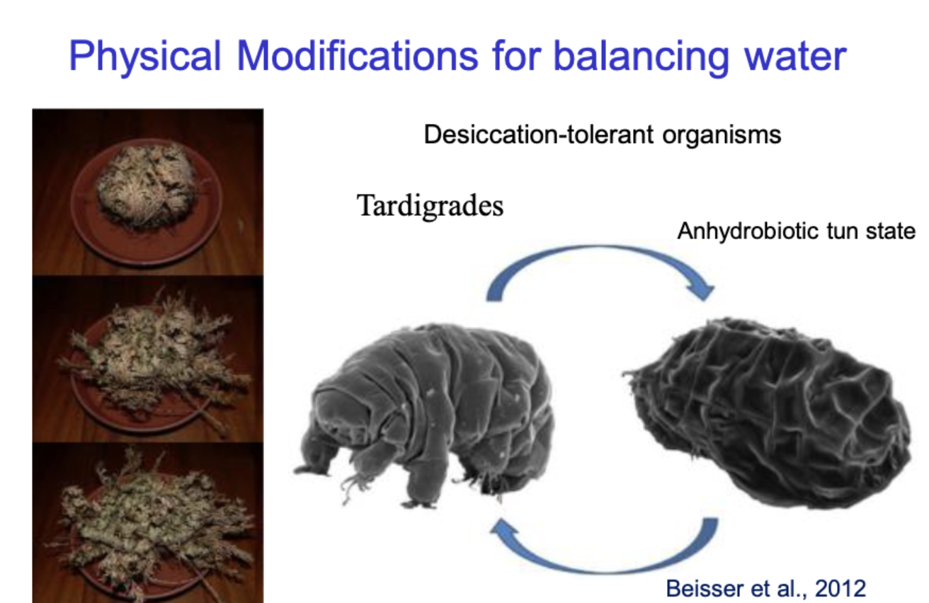 <p>Desiccation-tolerant organisms</p><p>tardigerades can curl up into a ball - anhydxroobotic tun state when in extreme dehydration</p><p>Moss having water and not</p><p></p>