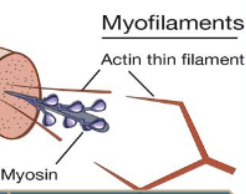 <p>Myofilaments</p>