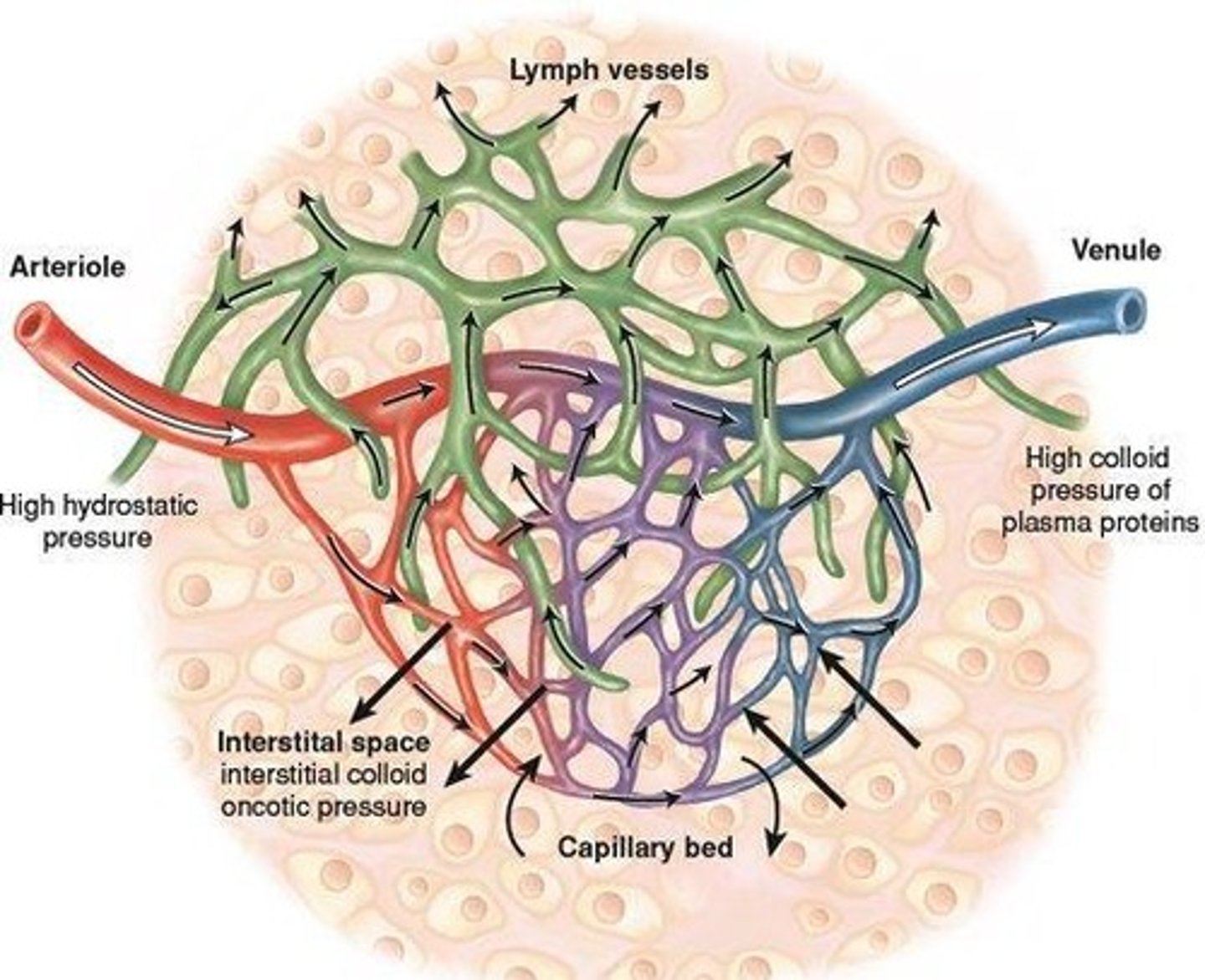 <p>It plays a role in fluid exchange.</p>