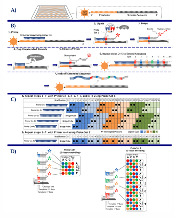 <p>Sequencing by Oligonucleotide Ligation and Detection (SOLiD) can also generate a high coverage, yet with short reds (25-75 bases)</p>