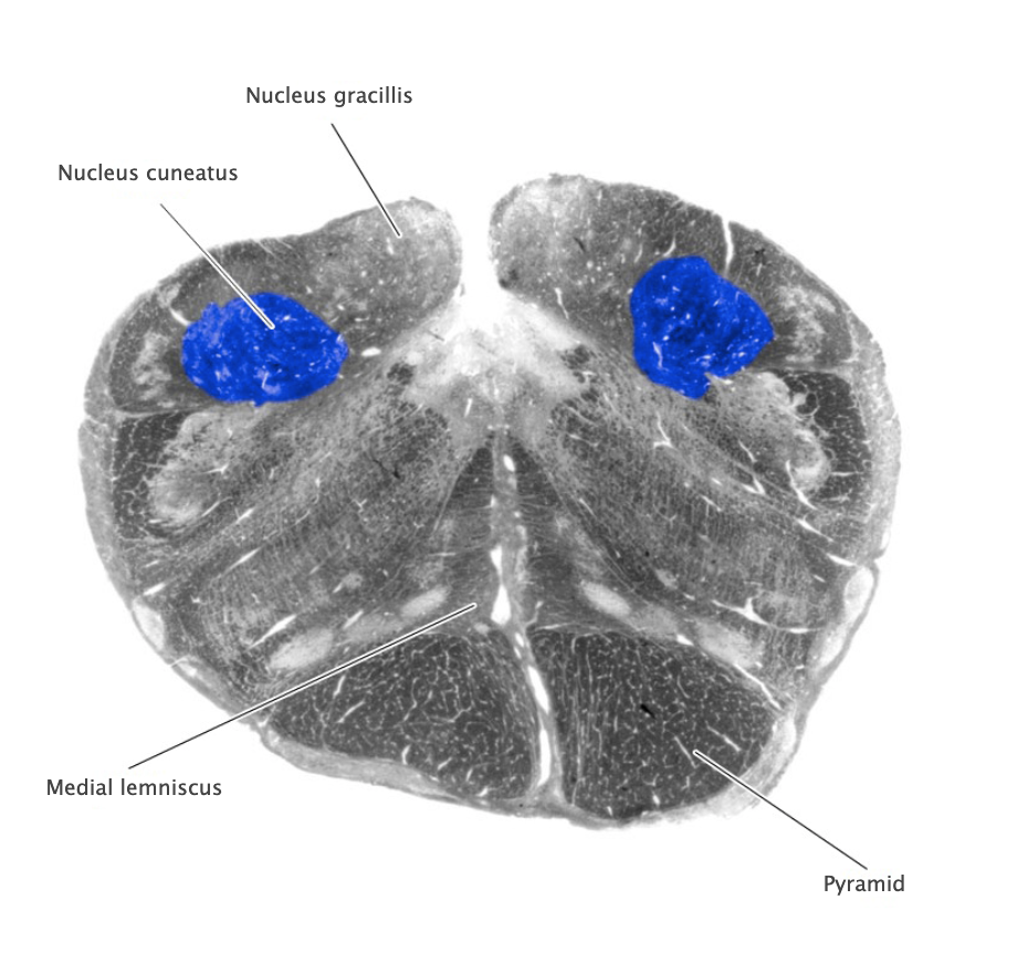 <p>Nucleus cuneatus</p>