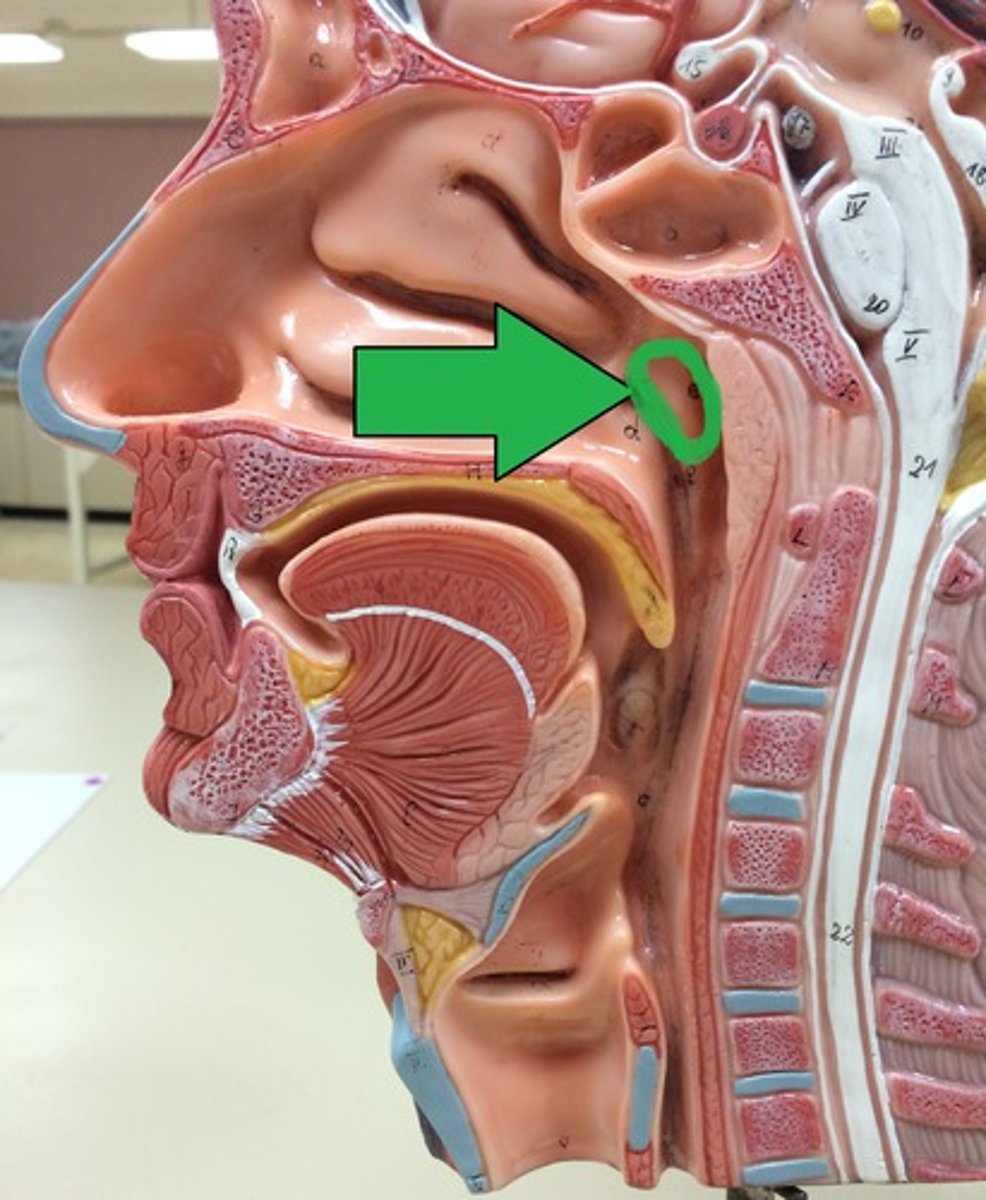 <p>surround the openings of the auditory tubes into the pharynx</p>