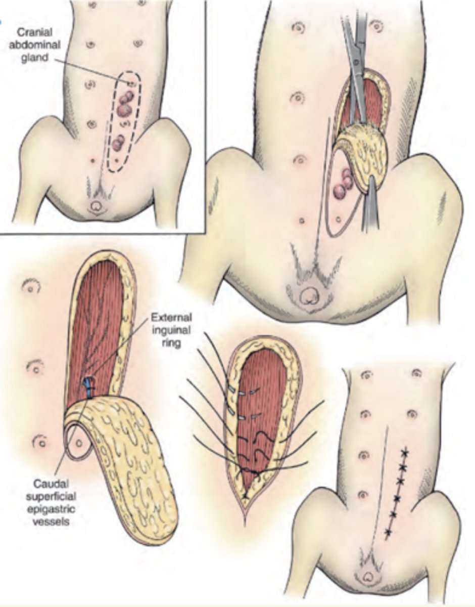<p>elíptica</p><p>dejando márgenes de 1cm de piel sana</p>