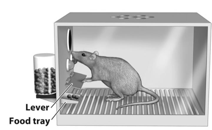 <p>Skinner box containing a bar or key that an animal can manipulate to obtain food or water reinforce; attached devices record the animal's rate of bar pressing or key pecking</p>