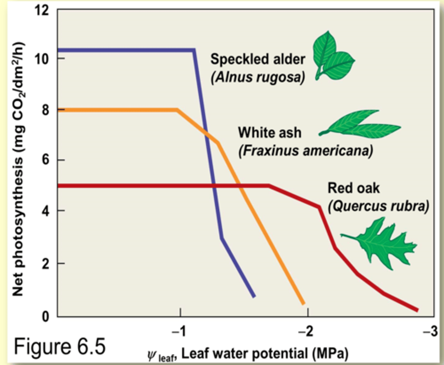 <p>- when leaves get dry, stomata close to conserve water (but this stops photosynthesis because CO2 can be exchanged)</p><p>- different species have different stomatal closing threshold</p>