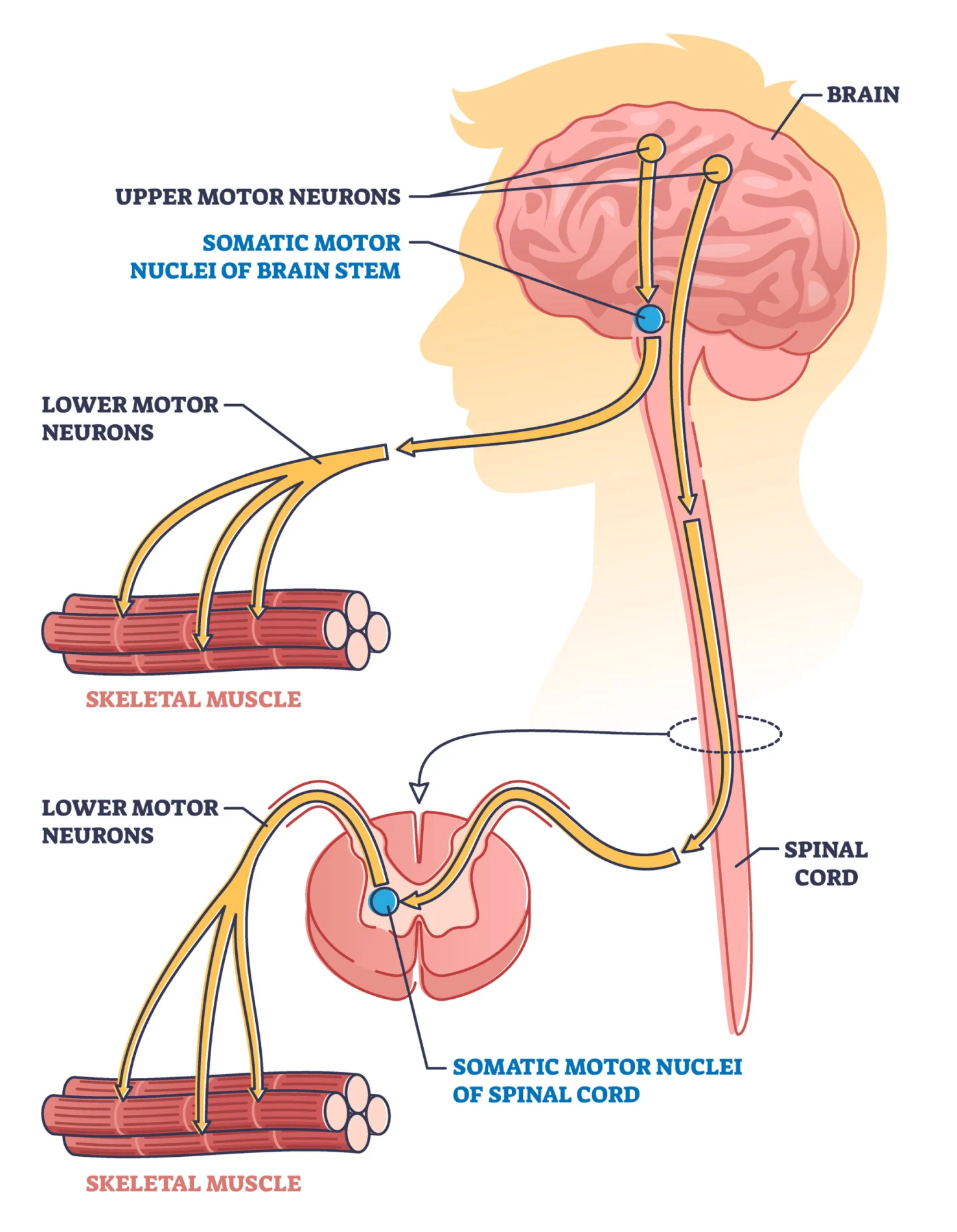 <p>Motor neurons (efferent neurons) </p>