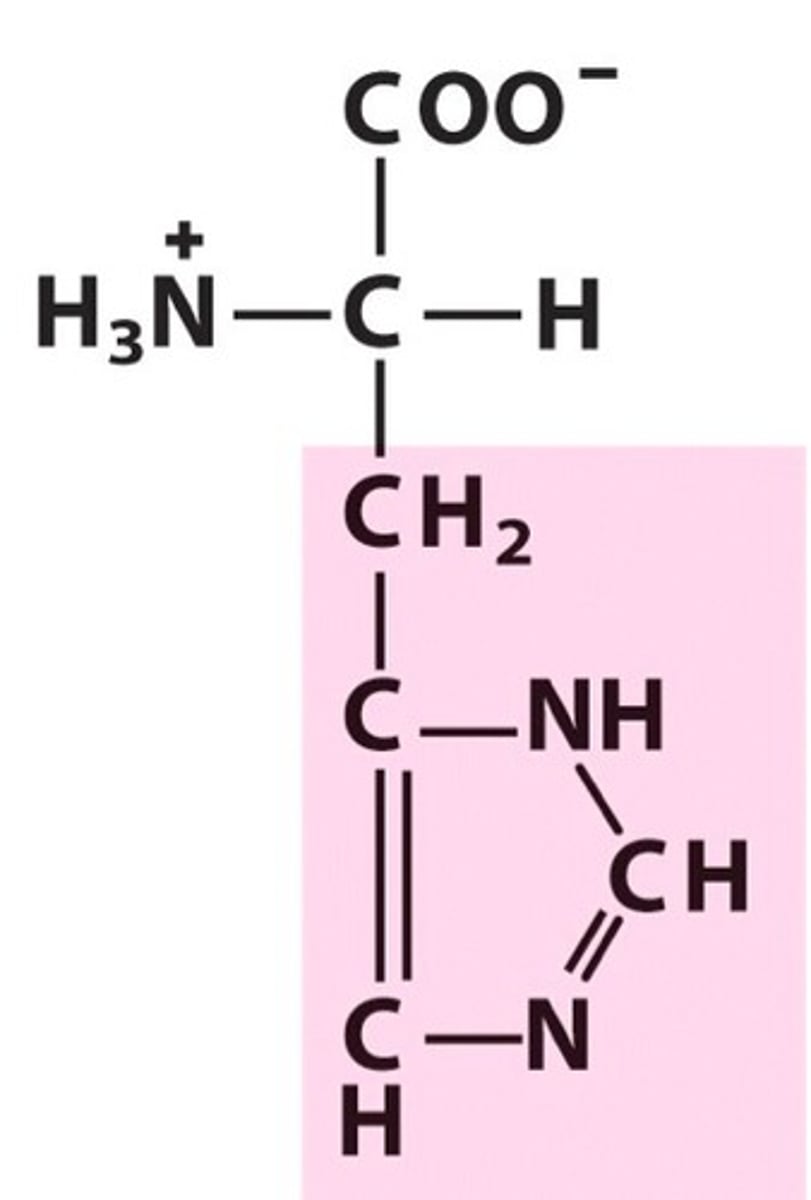 <p>Only amino acid being able to buffer pH levels</p><p>Found abundantly in hemoglobin</p><p>Important for the maintainance of myelin sheaths, protecting nerve cells</p><p>Causes vasodilation from the decarboxylation of histadine and causes the symptoms most associated with fevers and allergies</p>