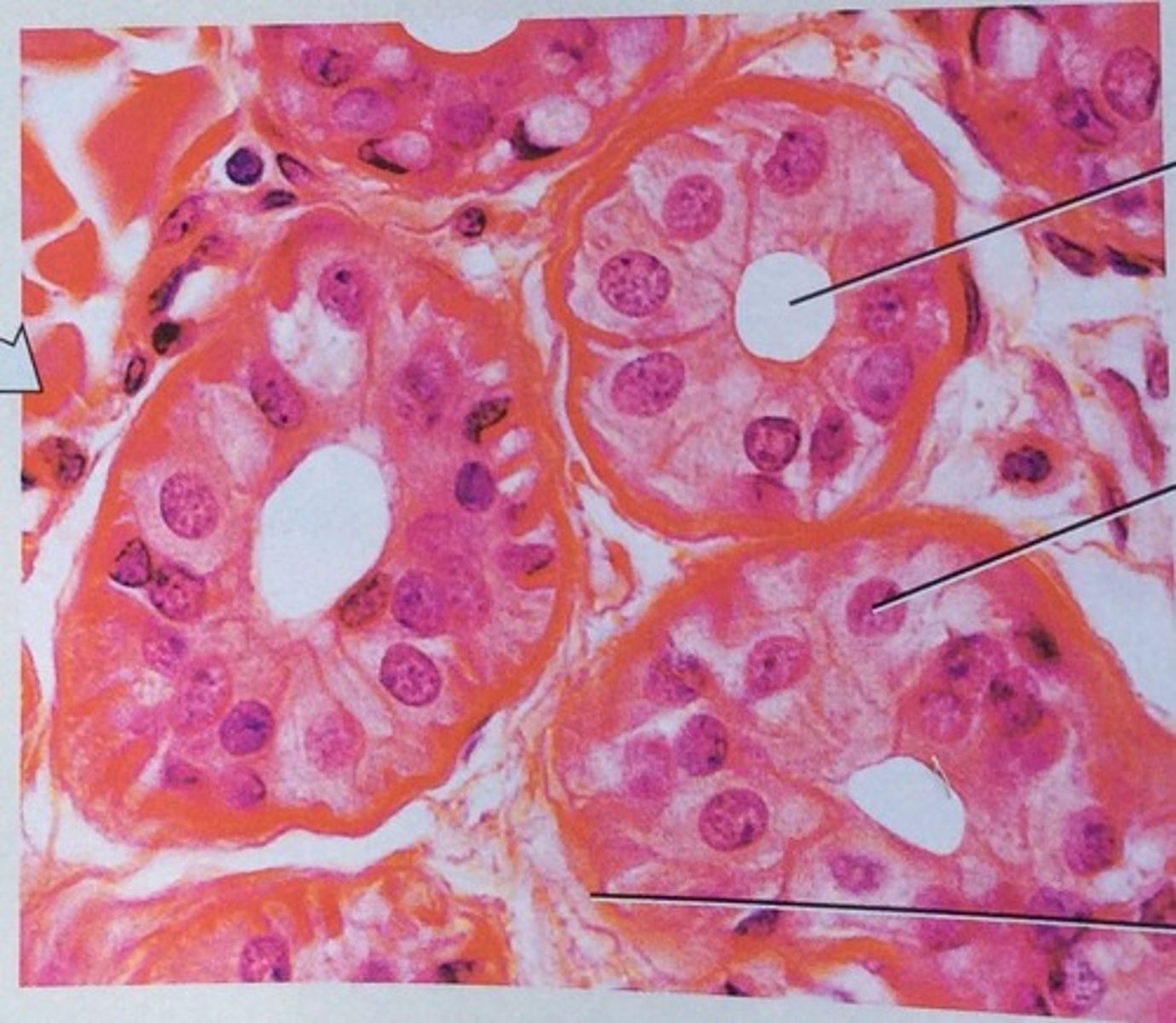 <p>Secretes into ducts (sweat, saliva); Location: Glands throughout body.</p>
