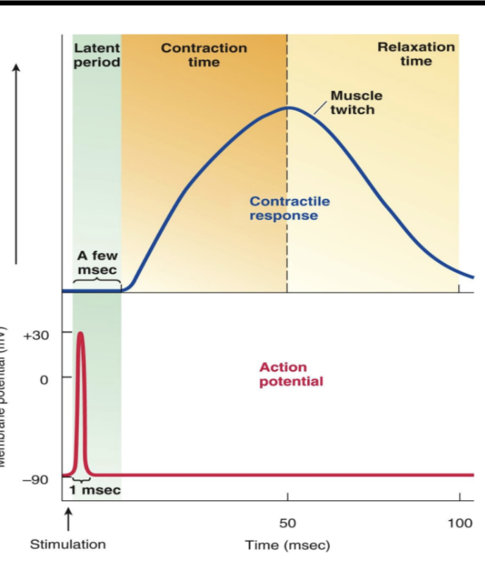 <ul><li><p>Response of a motor unit to a single AP in its motor neuron </p></li><li><p>usually only observed experimentally </p></li></ul><p></p>