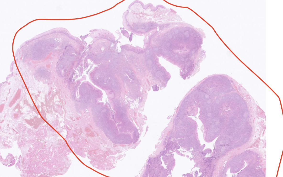 <p>Vad är detta för organ?</p>