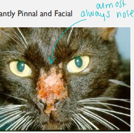 <p><span>Feline Mosquito Bite Hypersensitivity</span></p>