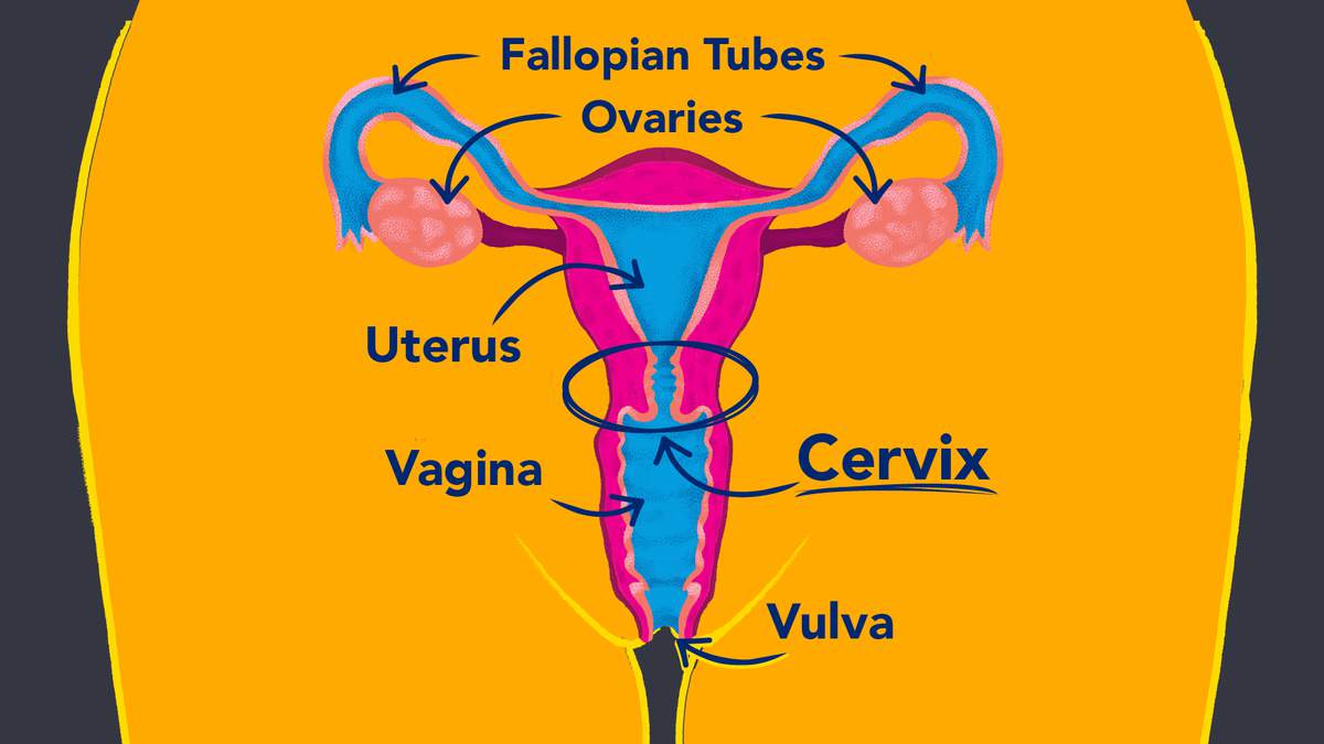 <p><strong>UTERUS</strong></p>