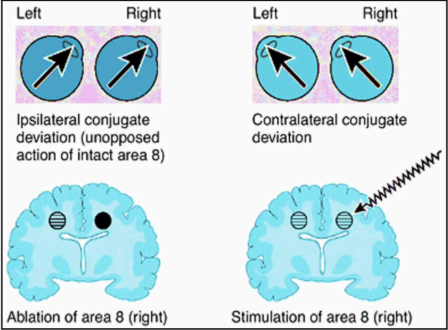 <p>nuclei of the brainstem </p>