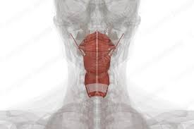 <p><strong>Muscles of the Pharynx</strong></p><p><strong>• Superior, middle, and inferior ______</strong></p><p>– These muscles act to constrict the pharynx and propel food to the esophagus</p><p><strong>• Pharyngeus muscle</strong>s</p><p>– Longitudinal muscles of the pharynx; Function to _____ the pharynx and larynx during swallowing</p>
