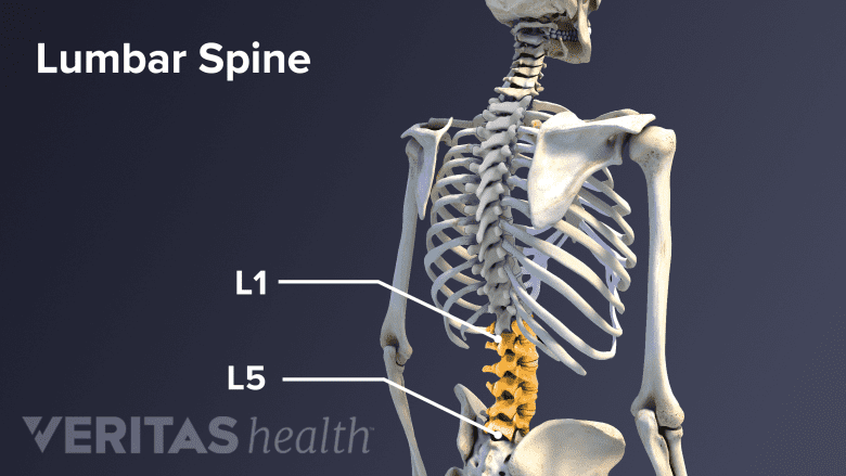 <p>love handles, lower back</p>