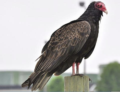 <p>What Bird is this?</p>